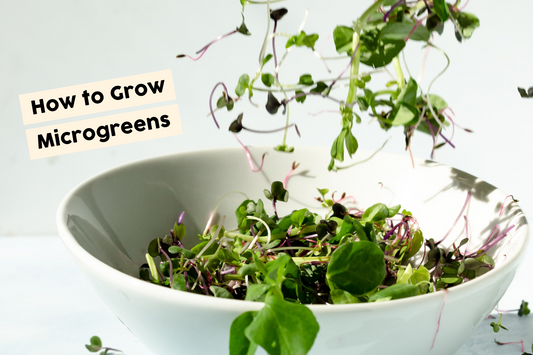 HOW TO GROW MICROGREENS AT HOME